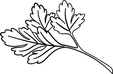 Fresh Parsley Leaf for Coloring. Vector Illustration of Plants for Cooking.