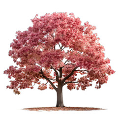 Obraz premium Autumn's Palette Capturing the Vibrant Hues of a Sweetgum in Fall