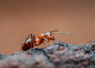 Seitliche Nahaufnahme einer einzelnen Waldameise (Formica polyctena).
