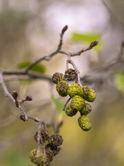 Nahaufnahme von grünen Zapfen der Grau-Erle (Alnus incana) an einem kleinen Zweig.