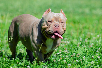 An American Bully dog plays in a green meadow..
