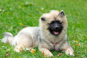 Funny Keeshond puppy is playing on a green field. Close-up