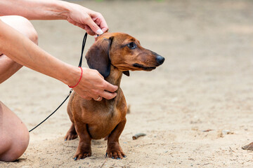 A smooth-colored dachshund at a dog show