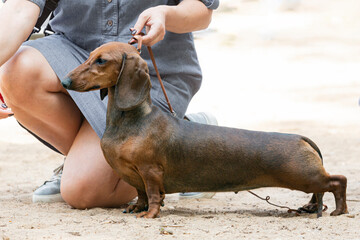 A smooth-colored dachshund at a dog show