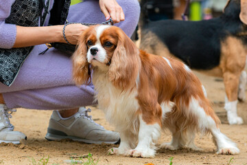 The Cavalier King Charles spaniel dog at the dog show.