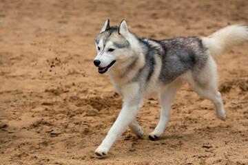 Obraz premium A dog of the Siberian Husky breed runs along the sand