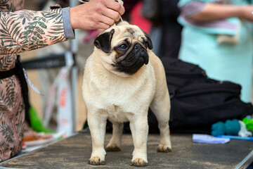 Funny pug at the dog show