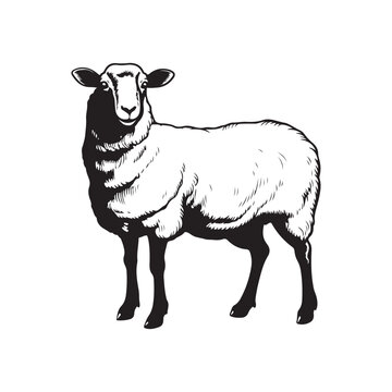 Sheep Vector image, art, graphic