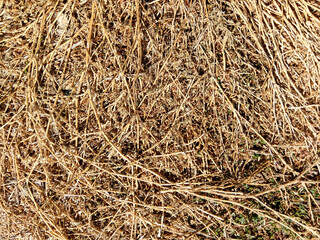 Yellowed, dead grass stalks. Dried grass in winter.