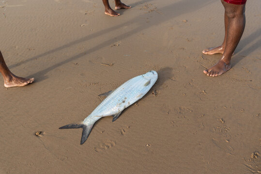 Tarpon fish, megalops atlanticus, in the beach sand, caught by fishermen. Sea food.