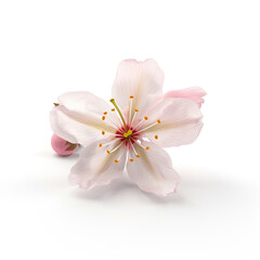 Macro Shot of  Pink Cherry Blossom Against  White Background