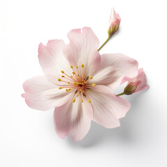 Obraz na płótnie Canvas Macro Shot of Pink Cherry Blossom Against White Background