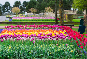 Colorful growing tulips rows flowerbed at Formal Duch Garden - obrazy, fototapety, plakaty