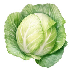 Obraz premium Watercolor hand drawn style cabbage on white transparent background