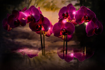 Orchidea viola © Roberto Berti PH