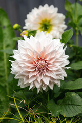 Obraz premium Dahlia Cafe au Lait flower plant growing in summer cottage garden