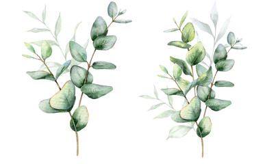 Eucalyptus Watercolor Illustration. Eucalyptus Greenery Hand Painted isolated on white background.  Perfect for wedding invitations, floral labels, bridal shower and  floral greeting cards
