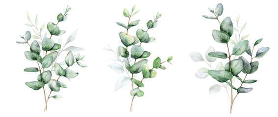 Eucalyptus Watercolor Illustration. Eucalyptus Greenery Hand Painted isolated on white background.  Perfect for wedding invitations, floral labels, bridal shower and  floral greeting cards