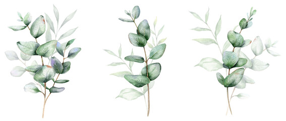 Eucalyptus Watercolor Illustration. Eucalyptus Greenery Hand Painted isolated on white background.  Perfect for wedding invitations, floral labels, bridal shower and  floral greeting cards