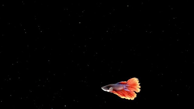 Aquarium fish Guppy on a black background