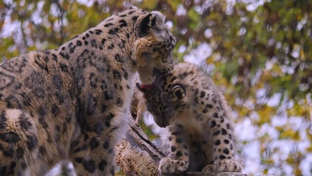 Close view of a baby and mother Snow leopard sitting and looking around