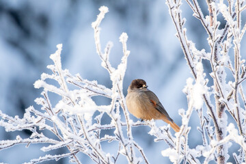 Beautiful and cute corvine, Siberian jay (Perisoreus infaustus) perched on a snowy branch on a cold...