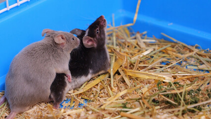 Two mice mate, a male mates with a female mouse during estrus, sexual attraction in animals, love,...