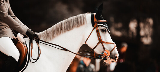 Portrait of a beautiful white horse with a rider in the saddle at equestrian competitions. Riding a...
