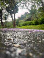 Blur picture of lowers fall on road for background 