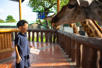 5 year kindergarten boy eenjoying feed giraffe in zoo