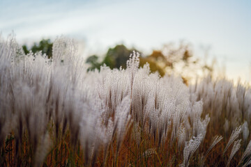.Close-up of ornamental grasses at sunset in autumn. Feathers of ornamental grasses