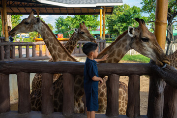 5 year kindergarten boy eenjoying feed giraffe in zoo