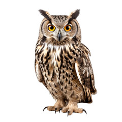 Naklejka premium Owl bird Isolated