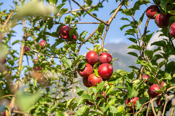 Algund - Meran - Südtirol - Italien - Apfelbäume - Apfel