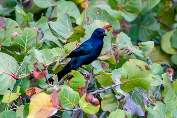 Iraúna-americana (Quiscalus major) | Boat-tailed Grackle