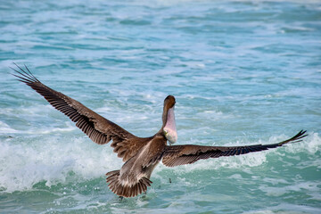 Pelicano (Pelecanus occidentalis) | Brown Pelican