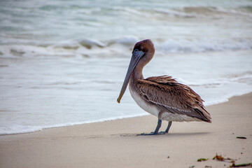 Pelicano (Pelecanus occidentalis) | Brown Pelican