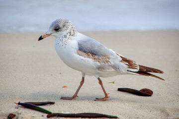 Gaivota-de-bico-manchado (Larus delawarensis) | Ring-billed Gull