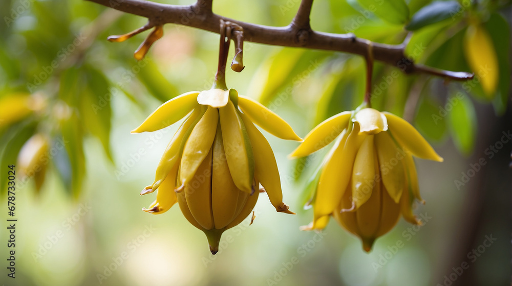 Poster a closeup of a couple of carambola hanging on a branch with a defocused background - ai generative