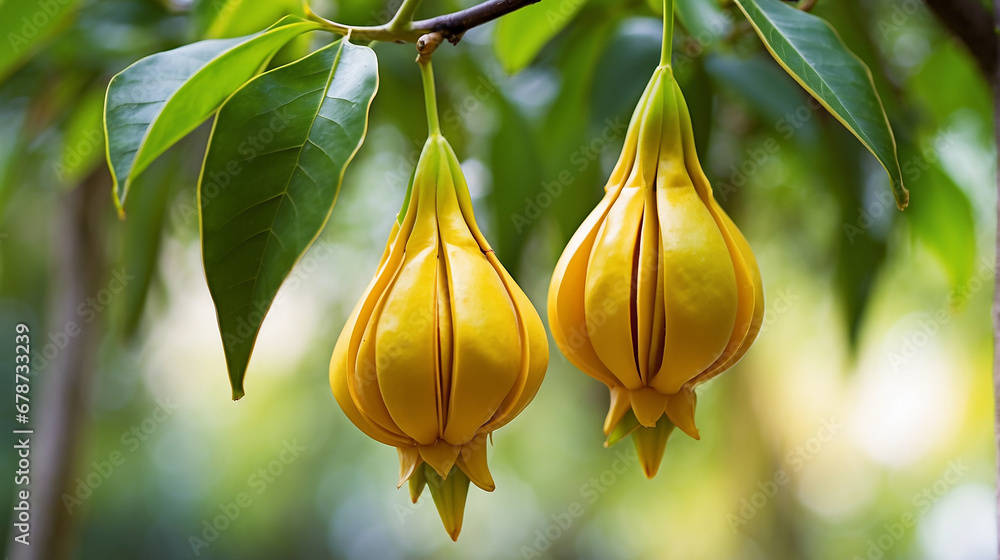 Poster a closeup of a couple of carambola hanging on a branch with a defocused background - ai generative