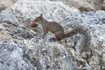 Esquilo-Cinzento-Oriental (Sciurus carolinensis) | Eastern Gray Squirrel