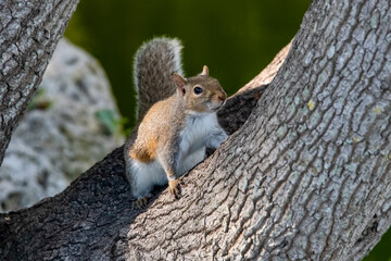 Esquilo-Cinzento-Oriental (Sciurus carolinensis) | Eastern Gray Squirrel