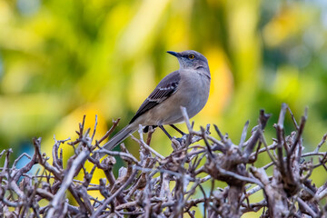 Imitador-Poliglota (Mimus polyglottos) | Northern Mockingbird