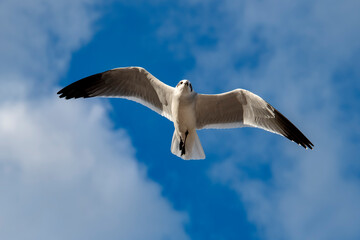 Gaivota-alegre (Leucophaeus atricilla) | Laughing Gull