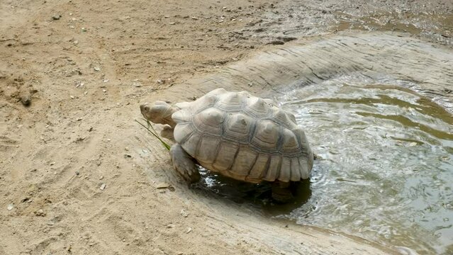 The Turtle is walking in the zoo