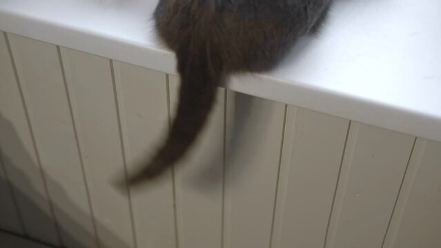 An irritated pet cat flicks its tail. Domestic Feline Tail Wagging, twitching. Close Up. Lifestyle and Pet love. Waving, Shaking animal tail. Swish. Cat behavior. Video footage	
