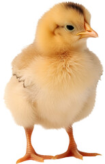 Obraz premium Chick transparent background PNG clipart