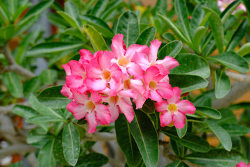The desert rose or impala lily, Adenium obesum, is a poisonous species of flowering plant native to...
