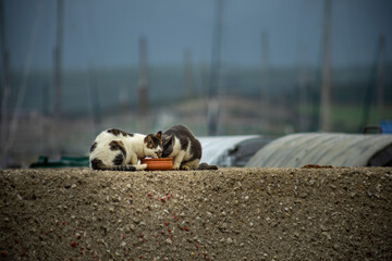 two stray cats eating on the street