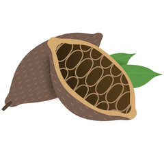 illustration of cocoa bean